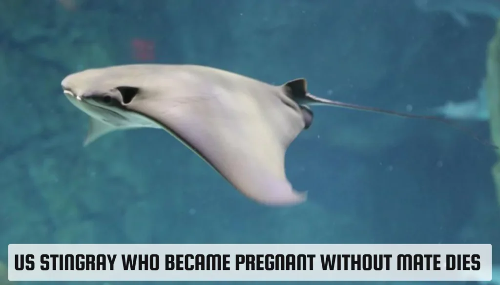 Charlotte The US Stingray Who Became Pregnant Without Mate Dies US Stingray