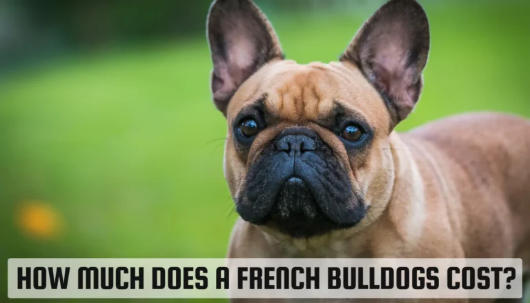 How Much Does a French Bulldogs Cost