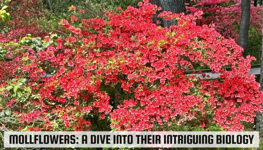 mollflowers