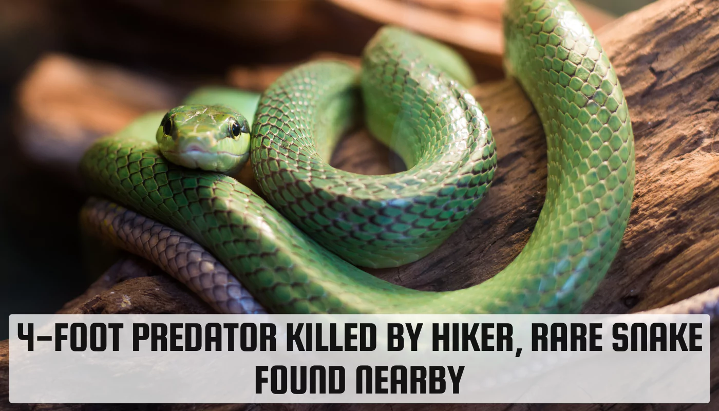 4-Foot Predator Killed by Hiker