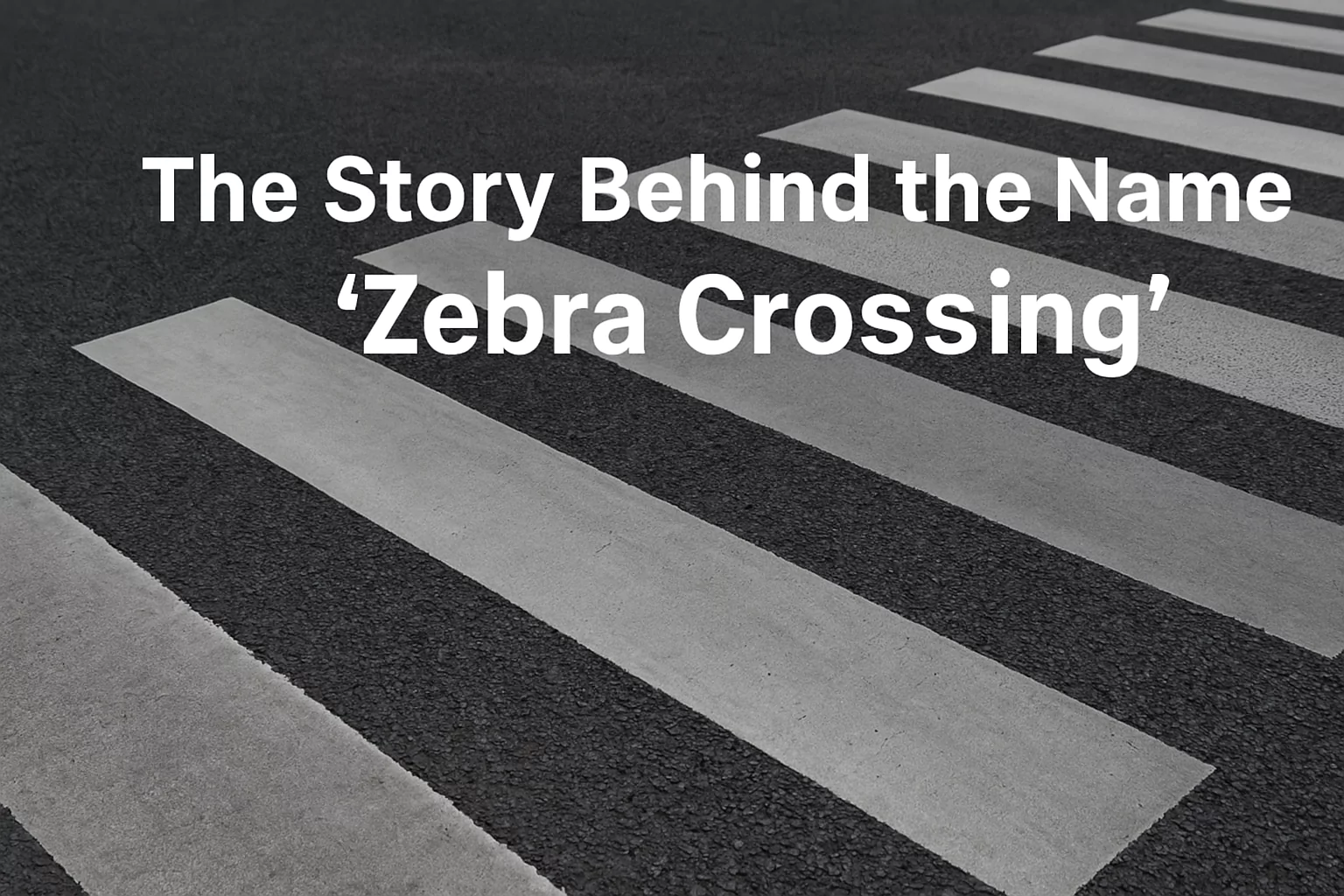 How Zebra Crossing Got Its Name
