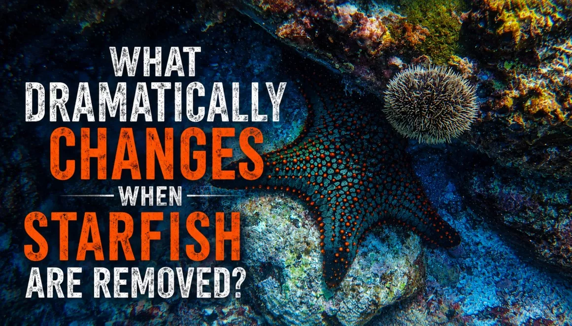 What dramatically changes when starfish are removed